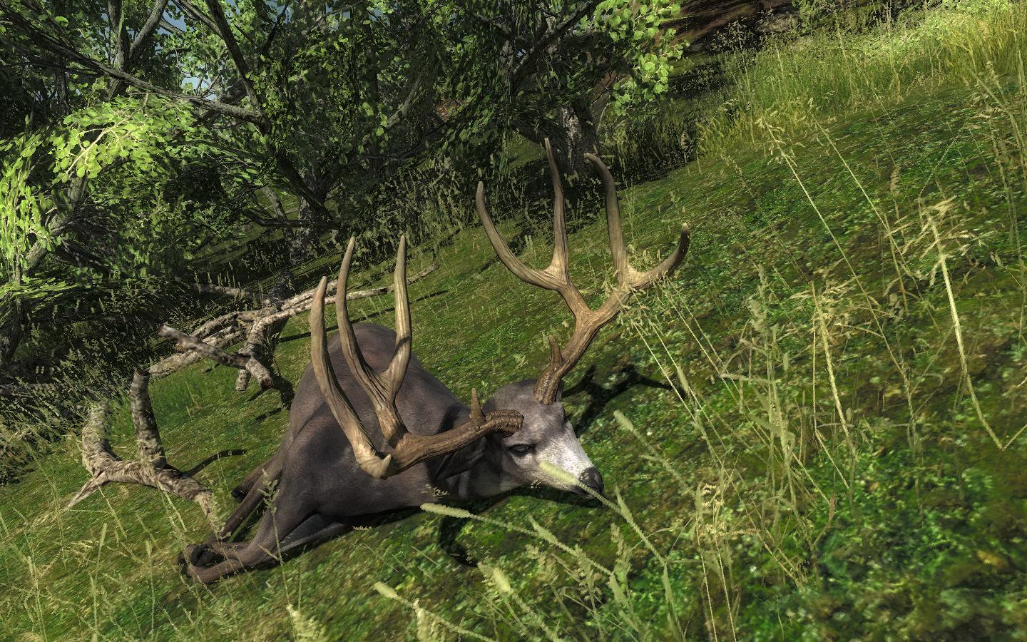 TOP 5 Mule Deer // Ciervo Mula (Typical) - Página 2 0024dc6e32697687ee418c3e655407636a25af6c