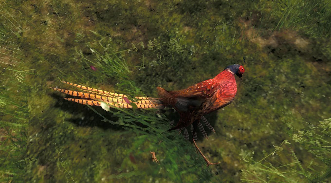 TOP 5 Pheasant // Faisán - Página 3 74e25985cd14c6af275551725992ebf66165bf57