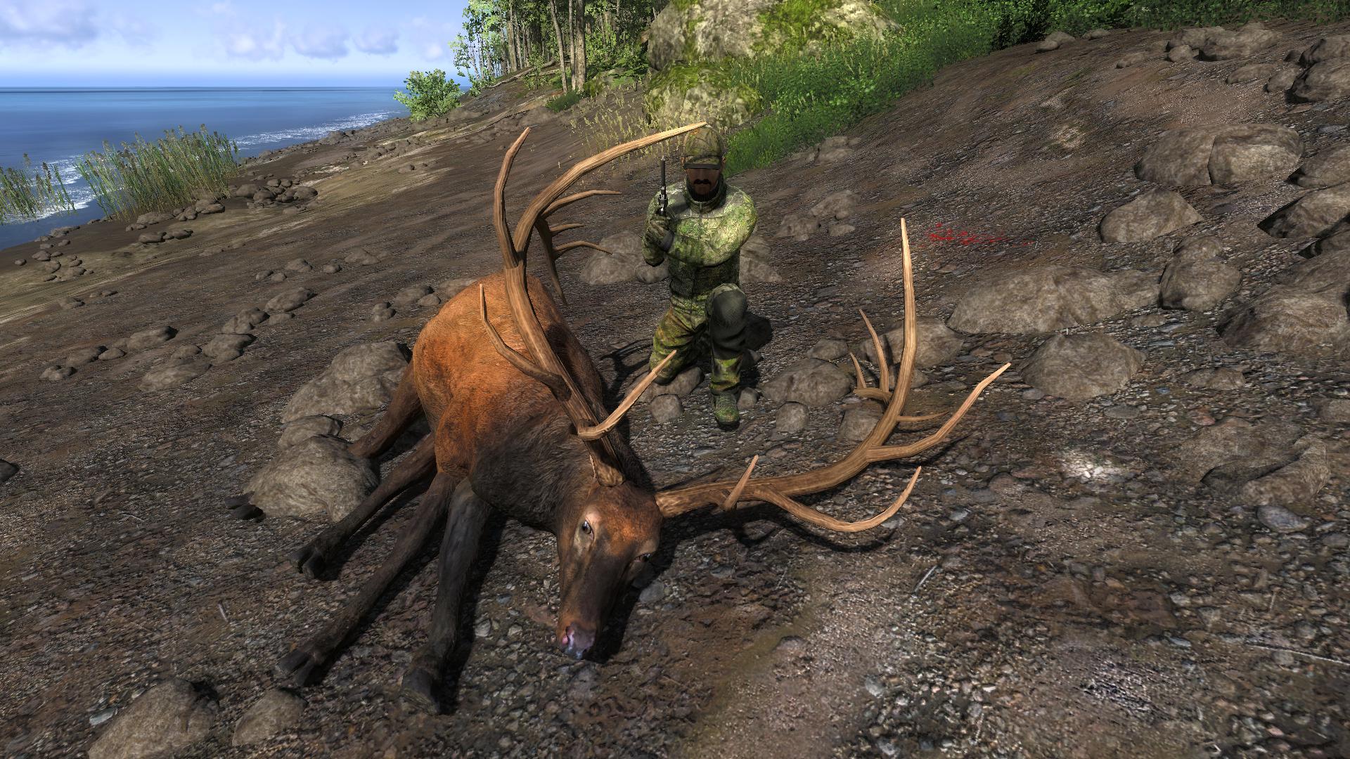 TOP 5 Elk // Wapiti D78a344039bdf4b9e8db122de0987d7ca8bcc53b