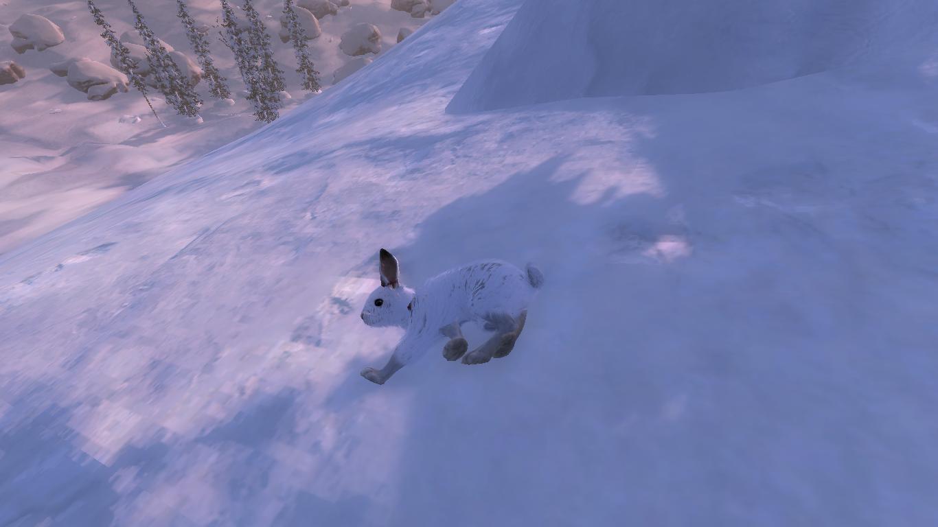 TOP 5 Snowshoe Hare // Liebre Americana Da19426a32bdbe7d8aa3820b52b86fbbcd2dc8f2